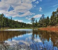 lake with pine trees